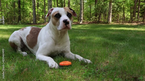 Smart Pup Demands Bone, A Funny Training Moment. A clever Pitbull mix presses a talking button to say 