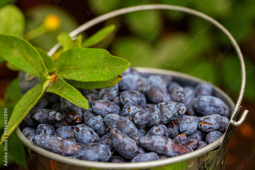 Honeysuckle raw berries in bowl. Blue honeysuckle (Lonicera caerulea edulis, Honeyberry, Blue-berry honeysuckle, Sweetberry & Haskap berry. Ripe organic honeyberry harvest from berry farm in Finland Honeysuckle raw berries in bowl. Blue honeysuckle (Lonicera caerulea edulis, Honeyberry, Blue-berry honeysuckle, Sweetberry & Haskap berry. Ripe organic honeyberry harvest from berry farm in Finland