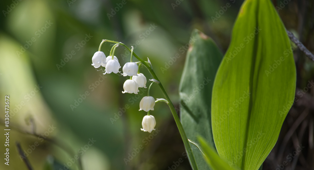 Close-up of delicate lily of the valley flowers in natural green background Close-up of delicate lily of the valley flowers in natural green background