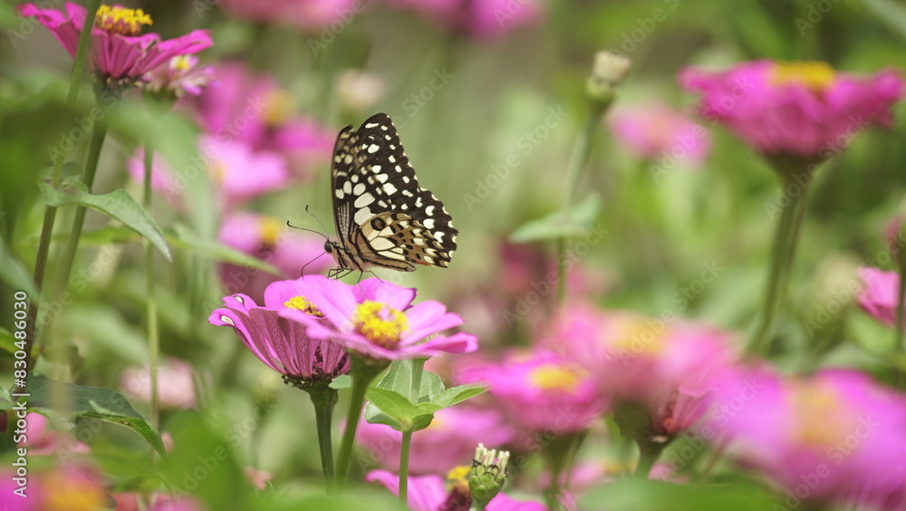 brown butterflies to pink flowers