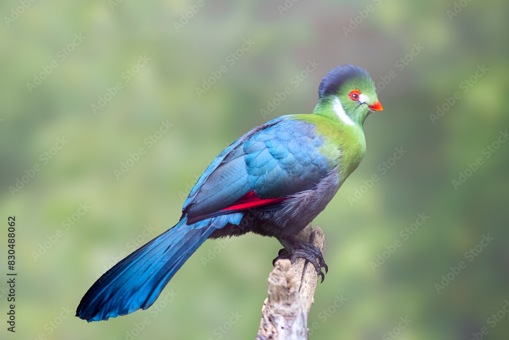 Obraz premium White-Cheeked Turaco