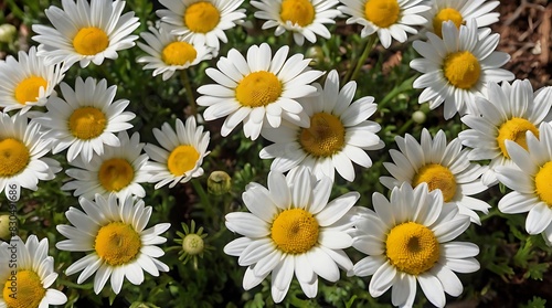 field of daisies