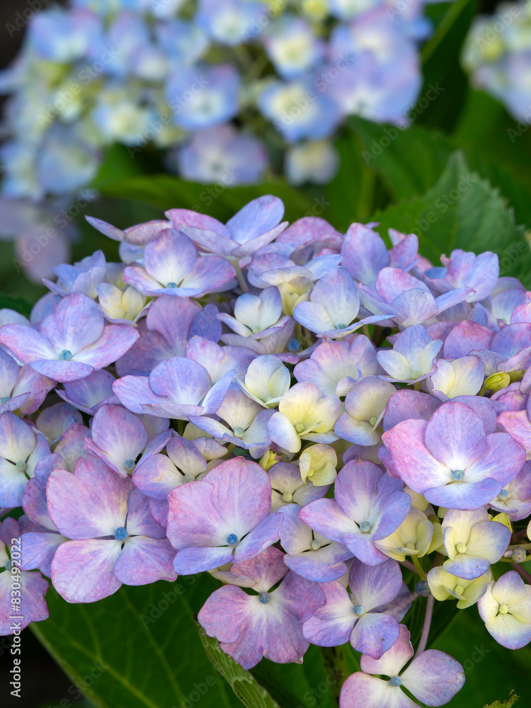 公園に咲いた紫色の紫陽花の花