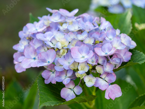 Wallpaper Mural 公園に咲いた紫色の紫陽花の花 Torontodigital.ca