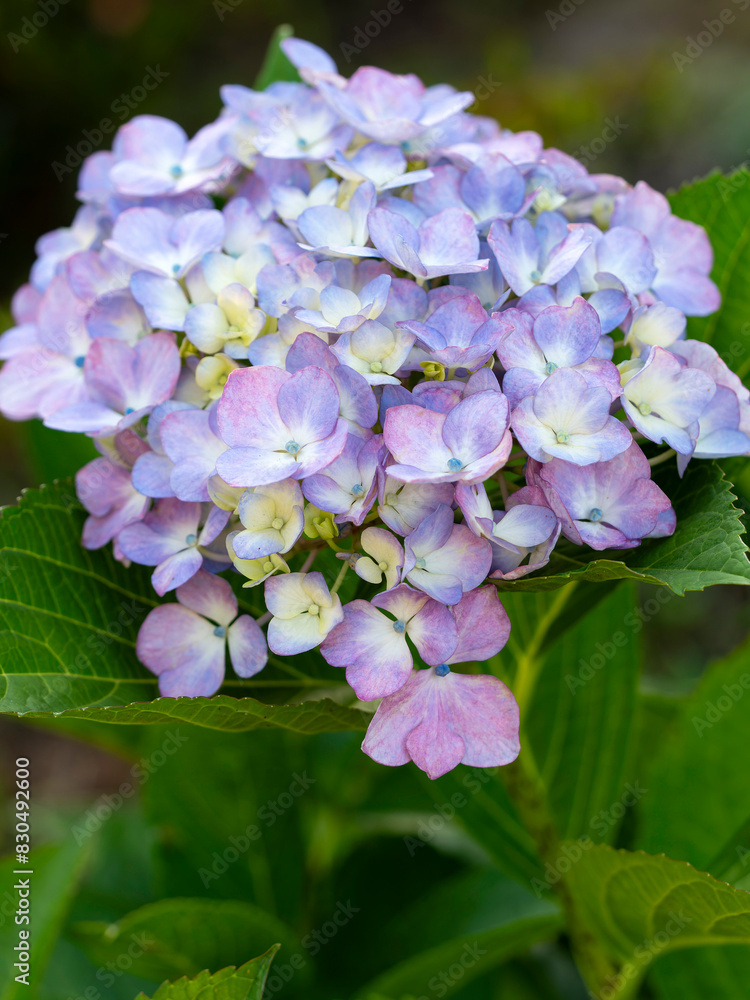 公園に咲いた紫色の紫陽花の花