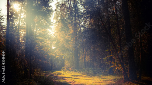 Autumn forest nature. Vivid morning in colorful forest with sun rays through branches of trees. Scenery of nature with sunlight and fog.