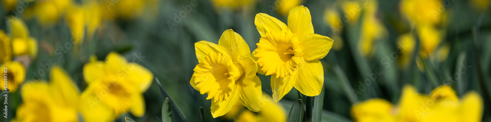 Closeup of classic bright yellow daffodil flowers growing in a field, Skagit County, Washington State
Closeup of classic bright yellow daffodil flowers growing in a field, Skagit County, Washington State