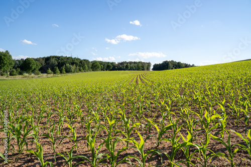 Farm field with small growing corn plants in summer 