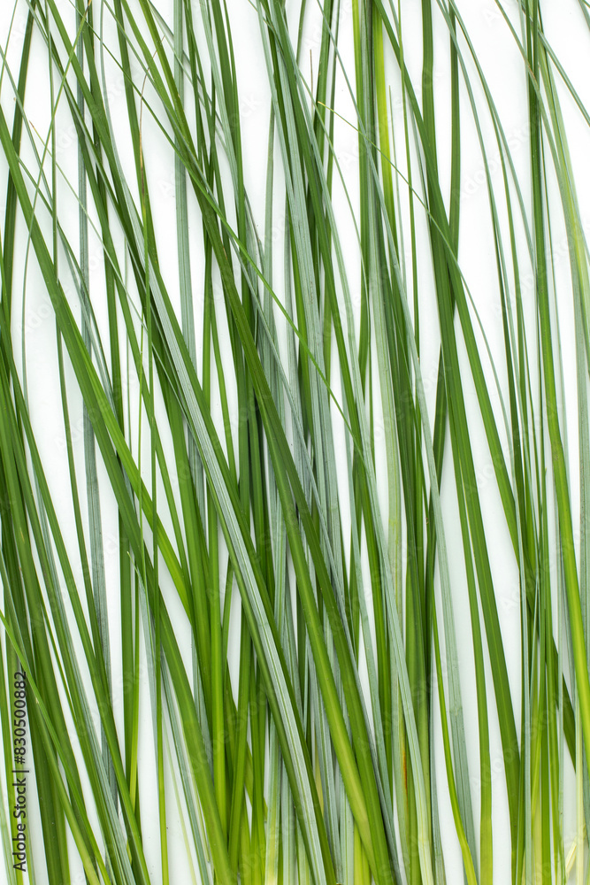 Closeup view of lemongrass stems on white background Closeup view of lemongrass stems on white background