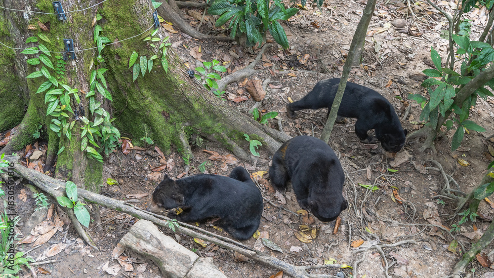 Three biruang bears are feeding. Endemic animals with black fur and brown muzzles sit on the ground at the roots of a tree, eating fruits. View from above. Malaysia. Borneo. Sandakan. Three biruang bears are feeding. Endemic animals with black fur and brown muzzles sit on the ground at the roots of a tree, eating fruits. View from above. Malaysia. Borneo. Sandakan.