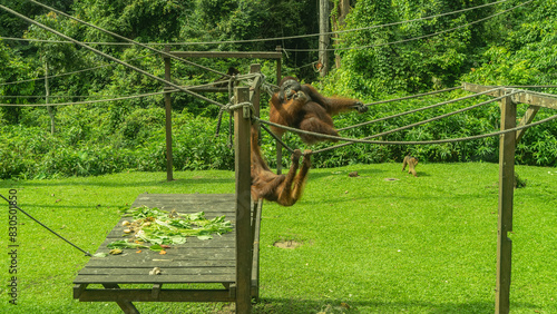 Feeding orangutans. Fruits are laid out on a boardwalk. Monkeys are sitting on tight ropes, eating. Green grass, lush tropical vegetation. Malaysia. Borneo. Sepilok Orangutan Rehabilitation Centre photo