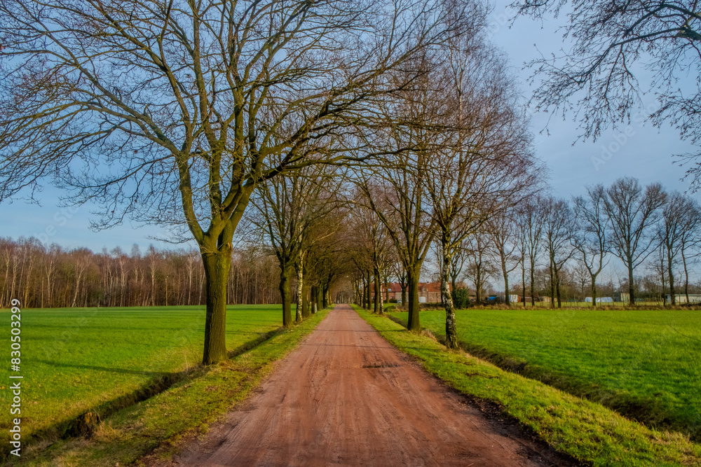 A dirt country road stretches into the distance, lined on either side by tall, bare trees. Their branches, devoid of leaves, frame a cloudy sky above a vibrant green field. The image gives a sense of A dirt country road stretches into the distance, lined on either side by tall, bare trees. Their branches, devoid of leaves, frame a cloudy sky above a vibrant green field. The image gives a sense of