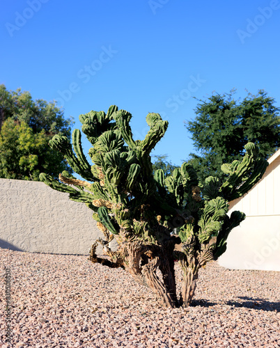 Monstrose apple cactus, Cereus Peruvianus, whimsical shape with twisted contorted stems indesert xeriscaping, Phoenix, AZ  photo