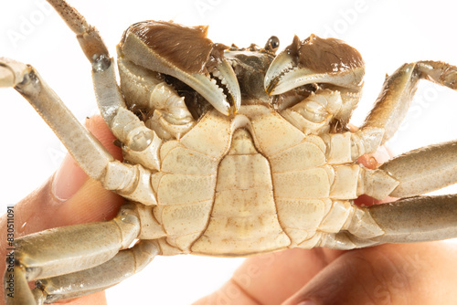 Wild Chinese Mitten Crab, Hairy Crab, in the rivers of Shanghai, China photo