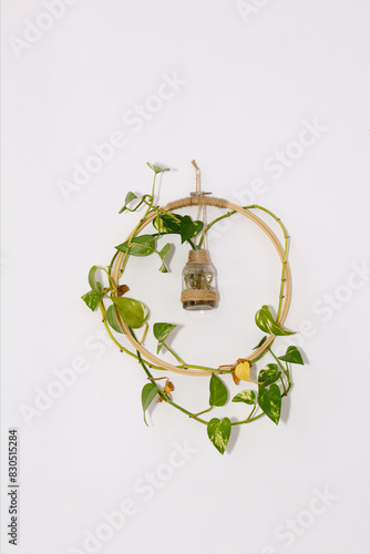 poto plant planted in a glass bottle growing around a wooden hanger on a white wall photo