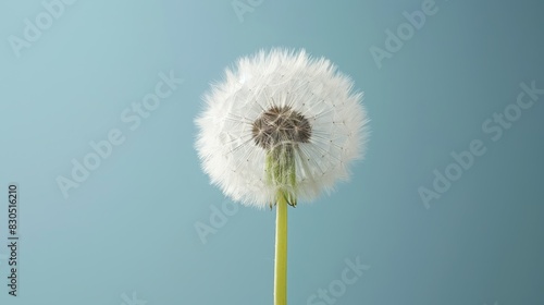 Wallpaper Mural  A solitary dandelion drifts in the wind against a backdrop of azure sky and open expanse in the photograph Torontodigital.ca
