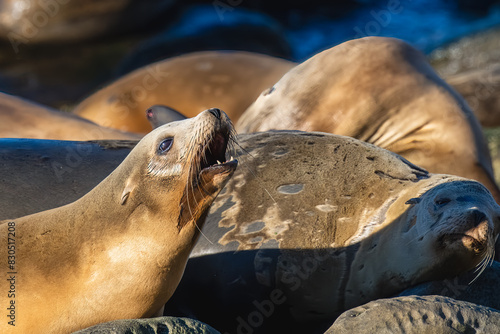 2023-12-31 A SEA LION RAISING ITS HEAD AND BARKING WITH A NICE BRIGHT EYE AND A BLURRY BACKGROUND ON THE SHORES OF THE LA JOLLA COVE NEAR SAN DIEGO CALIFORNIA