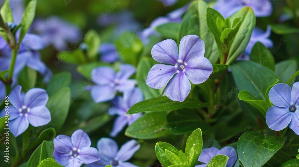 Lovely Vinca Minor the familiar Common Periwinkle blossoming in spring Lovely Vinca Minor the familiar Common Periwinkle blossoming in spring