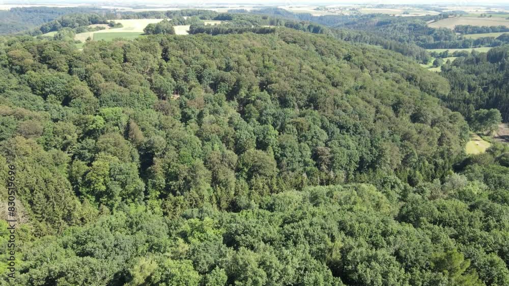 View from above of a forest on a sunny day in summer View from above of a forest on a sunny day in summer