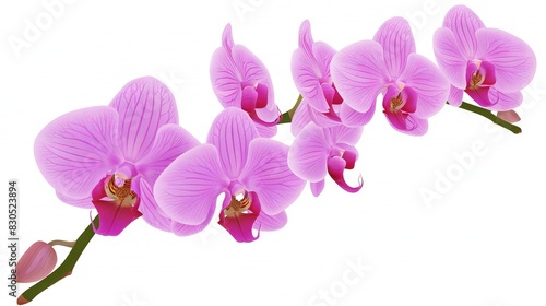   A zoomed-in photo of a collection of flowers set against a white backdrop  featuring prominent pink blossoms in the front