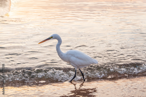 Great egret  Ardea alba   a medium-sized white heron fishing on the sea beach