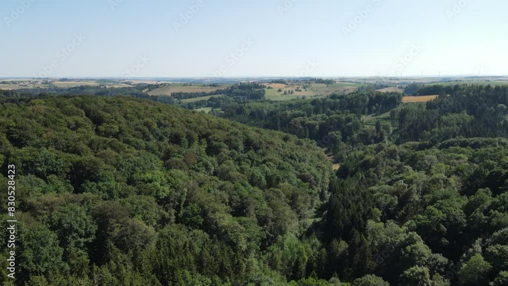 View from above of forest in summer View from above of forest in summer