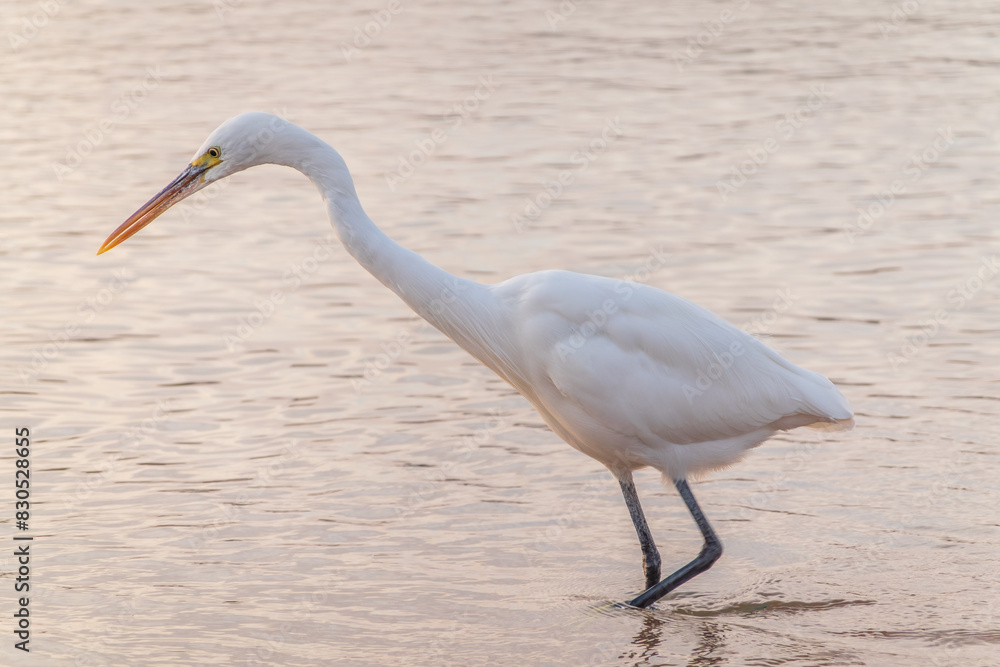 Great egret (Ardea alba), a medium-sized white heron fishing on the sea beach Great egret (Ardea alba), a medium-sized white heron fishing on the sea beach