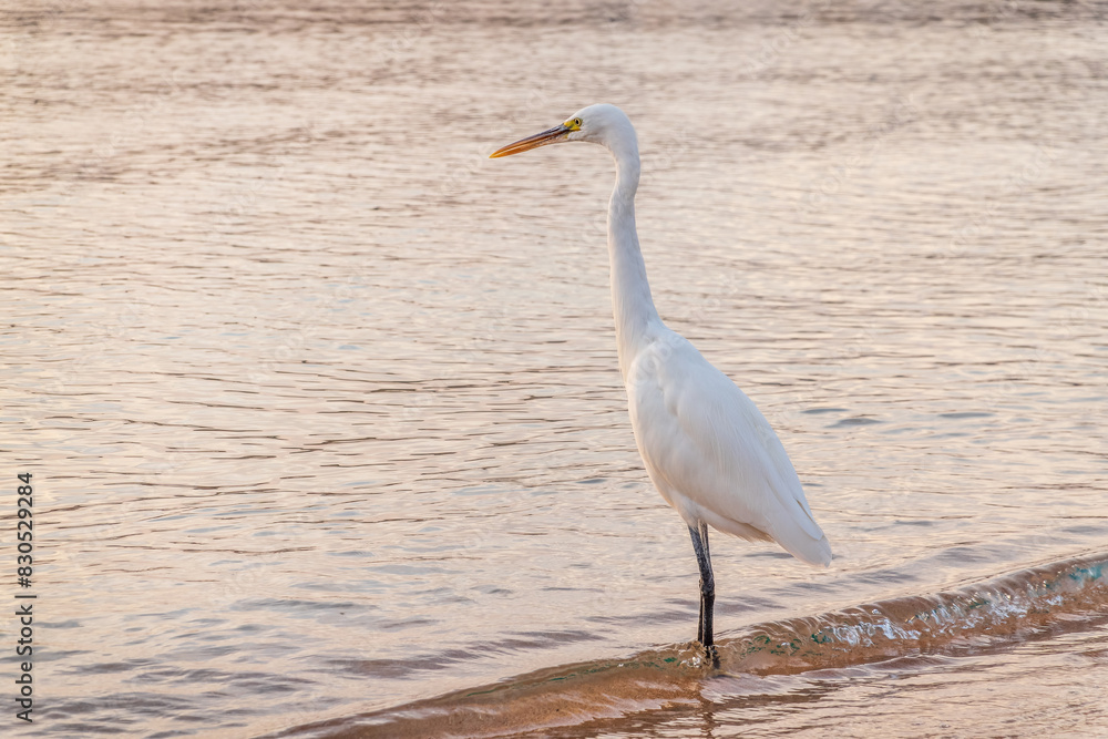 Great egret (Ardea alba), a medium-sized white heron fishing on the sea beach Great egret (Ardea alba), a medium-sized white heron fishing on the sea beach