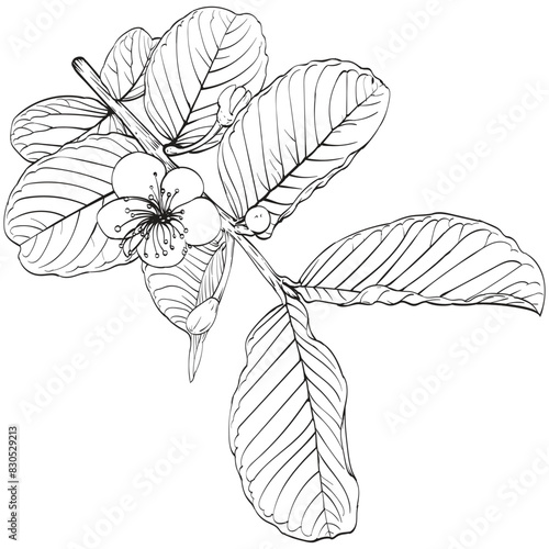 Guava flower drawing vector illustrations. Botanical floral hand drawn element.
