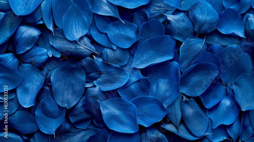  A close-up of numerous blue flowers with many petals, particularly dense in the center The middle of these flowers' petals is highlighted photo