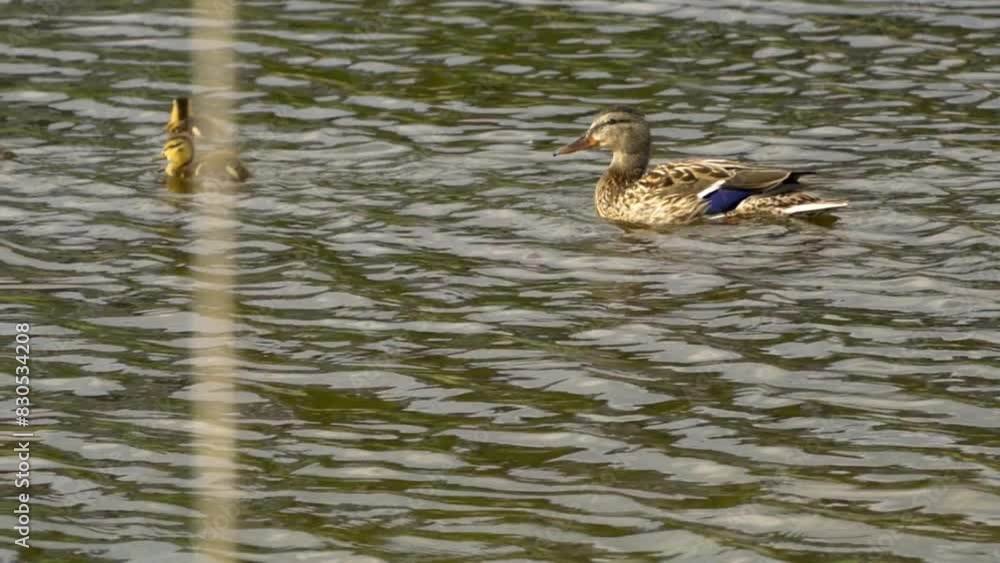 Adventures of a Mallard Mama and Her Ducklings in a Canadian Lake Adventures of a Mallard Mama and Her Ducklings in a Canadian Lake