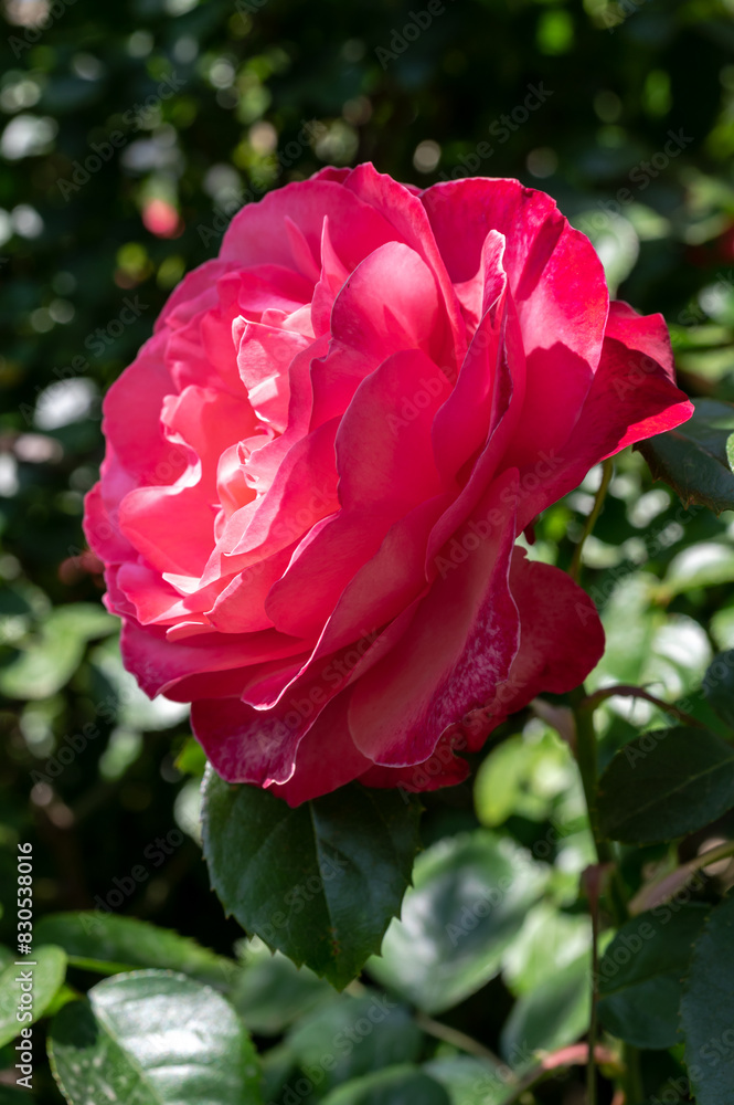 Blooming red rose on a green leaves background