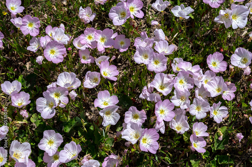 Blooming pink Oenothera tetraptera in a green grass Blooming pink Oenothera tetraptera in a green grass
