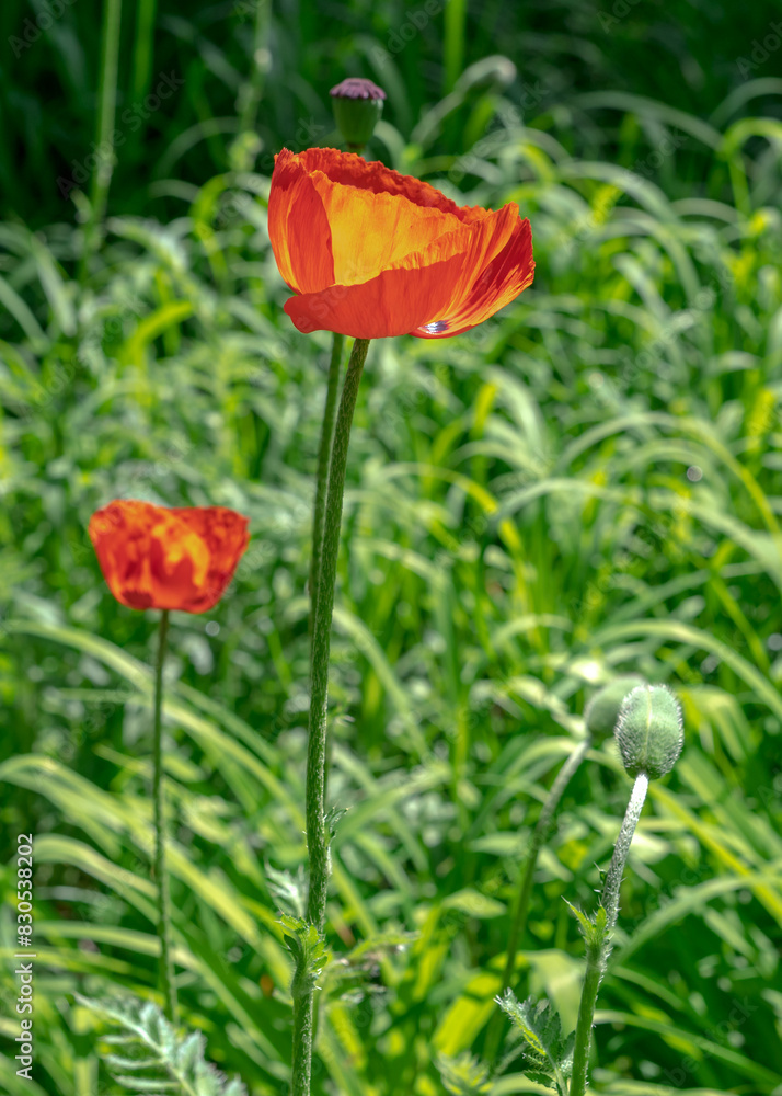 Blooming poppy flower on a green leaves background Blooming poppy flower on a green leaves background