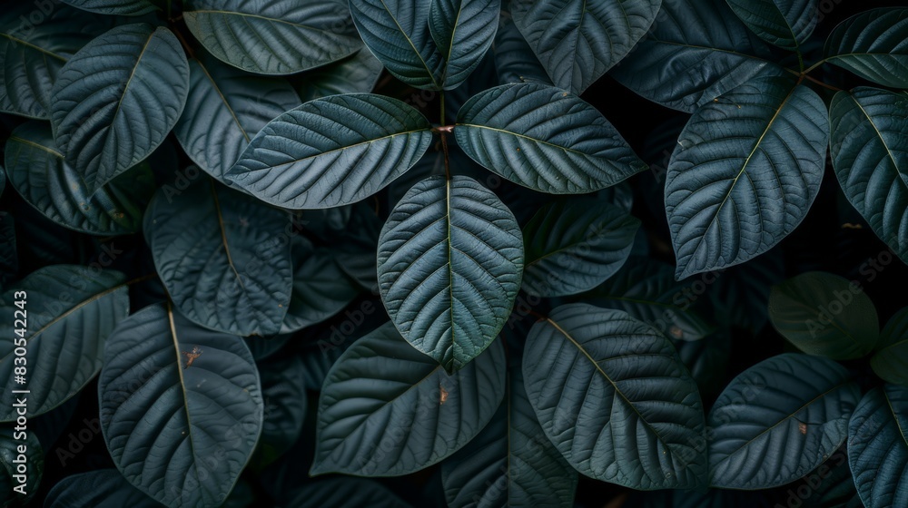  A close-up of a green plant with abundant dark leaves above and below
