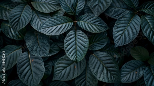  A close-up of a green plant with abundant dark leaves above and below