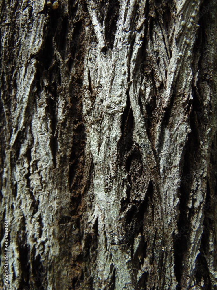 Obraz premium textura