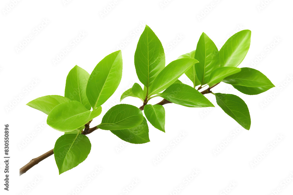 Whispering Secrets of Nature on White or PNG Transparent Background. Whispering Secrets of Nature on White or PNG Transparent Background.