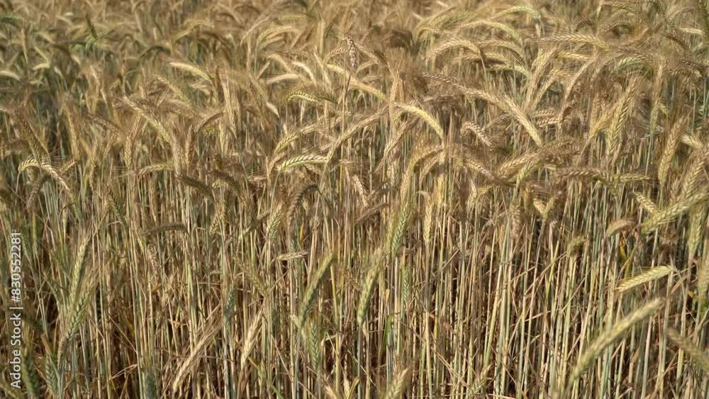 Swinging barley stalks in farm field Swinging barley stalks in farm field