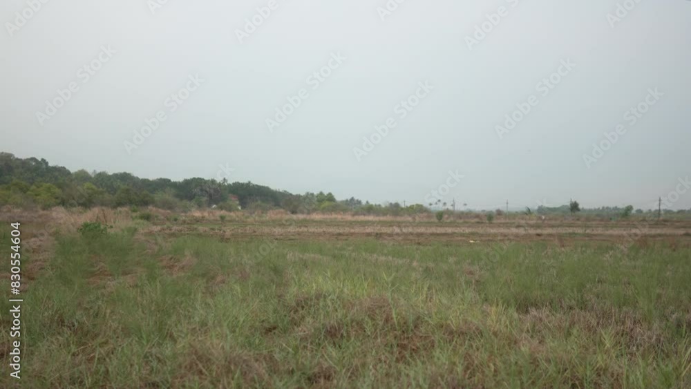 Wide grassy field with distant trees under an overcast sky Wide grassy field with distant trees under an overcast sky