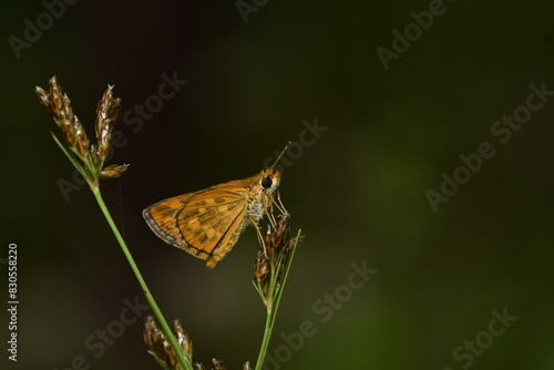 Taractrocera ceramas, commonly known as the Tamil grass dart, is a species of butterfly belonging to the family Hesperiidae photo