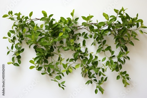 Green leaves and branches on white background for natural and eco-friendly designs