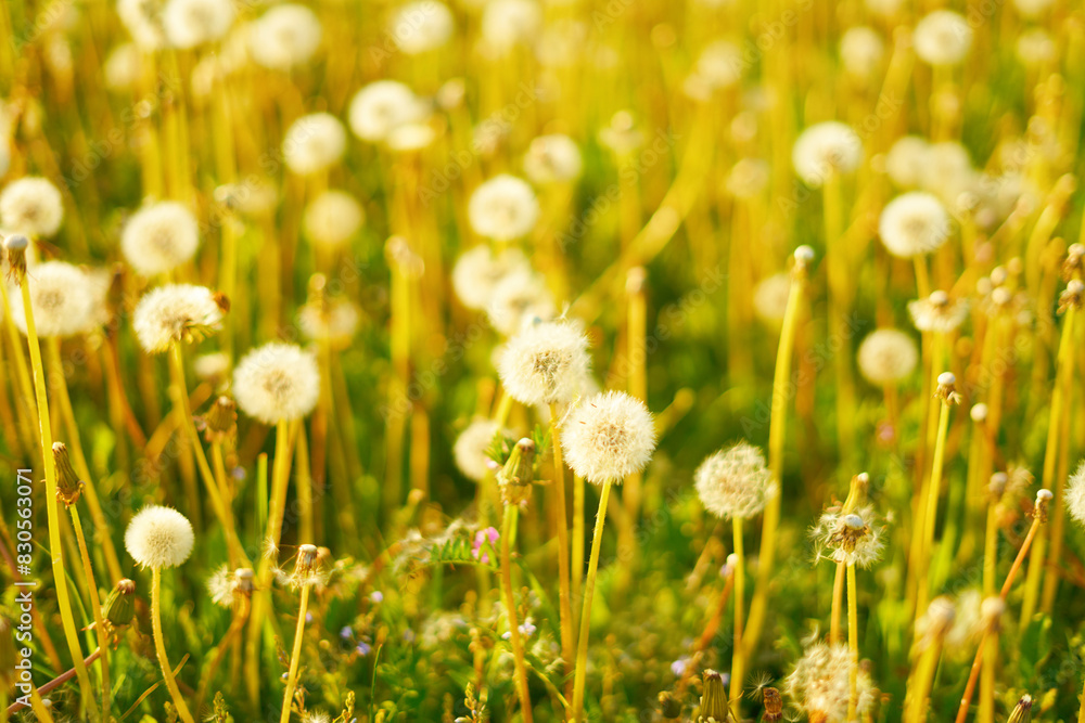 field of dandelions field of dandelions