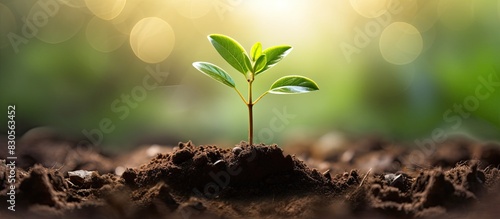 A seedling and plant are seen thriving in soil surrounded by open space to insert text or other elements. Creative banner. Copyspace image © HN Works