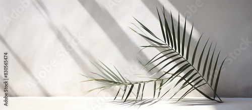 Copy space image of a palm leaf s shadow casted on a white cement wall