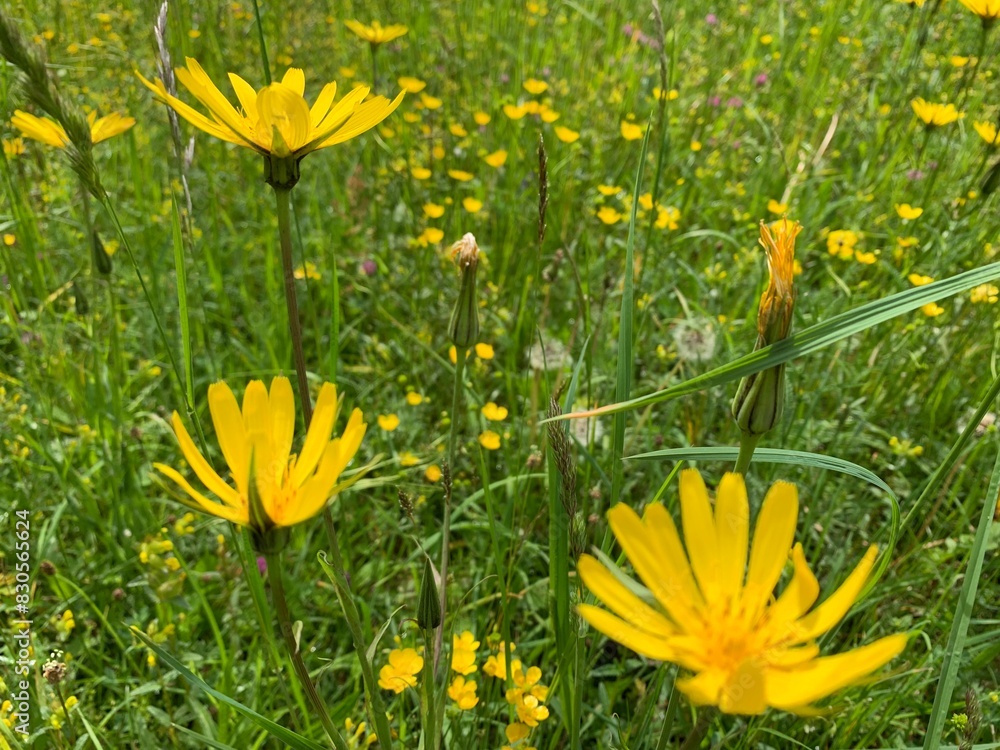 Obraz premium yellow flowers in the grass