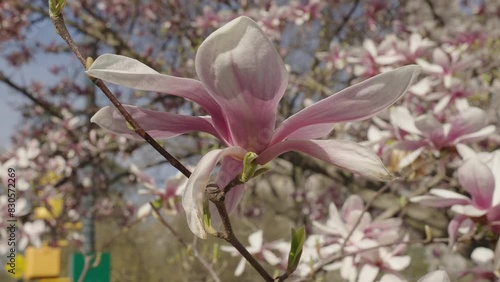 Tender magnolia flower. Spring nature. Magnolia tree with blooming flower. Blooming magnolia. Magnolia blossom and flower. Beautiful spring season. Blooming spring nature. Blooming flowers