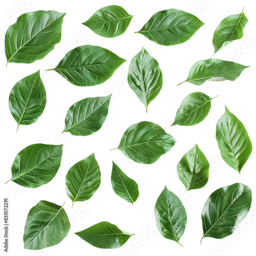 green leaves background