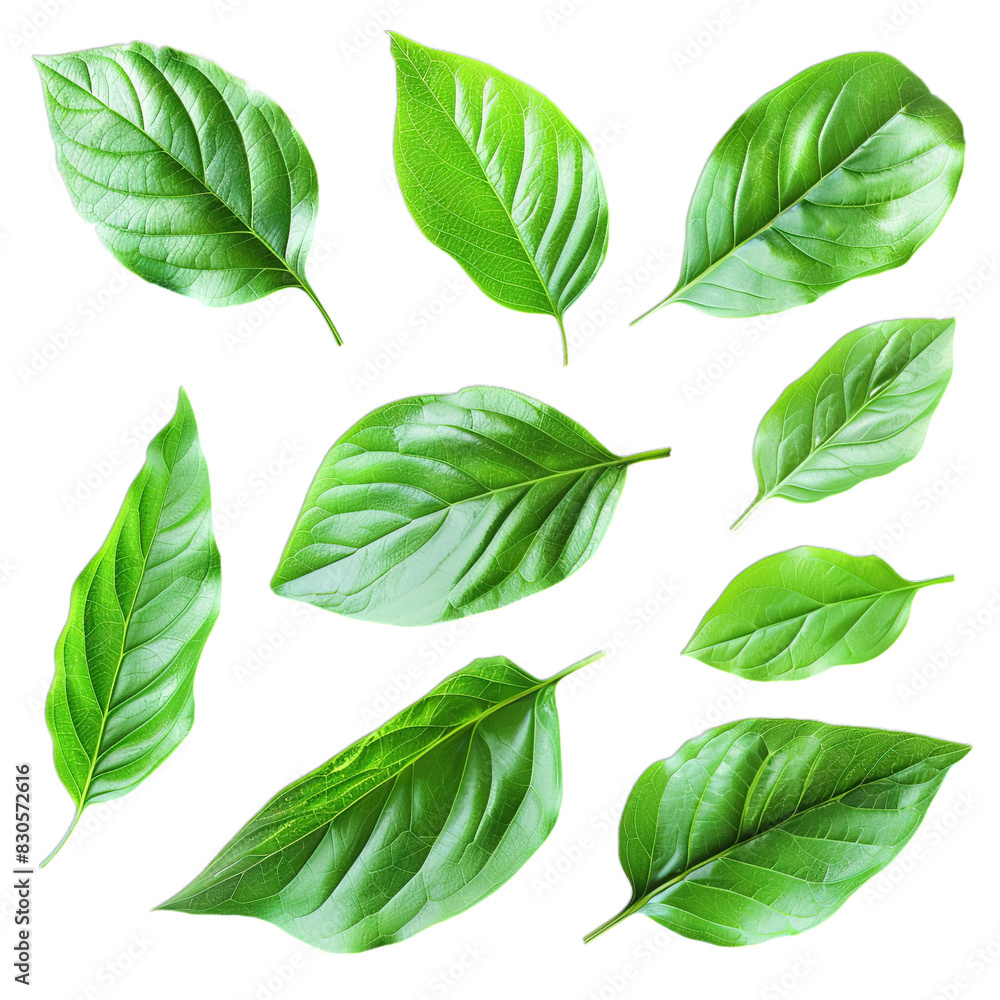 set of leaves set of leaves