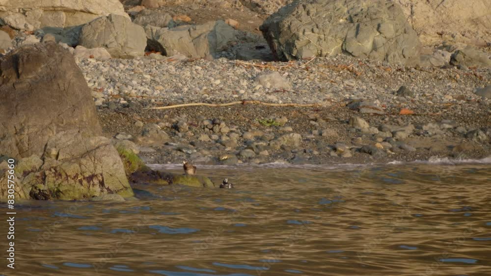 Harlequin ducks climbing a cliff. Harlequin ducks climbing a cliff.